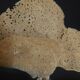 Cabinet of Curiosities sponge carteriospongia foliascens on base
