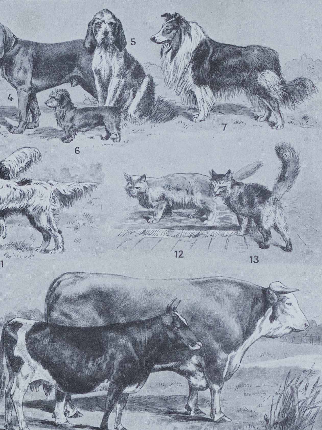 Original plate from 1930: wild and domestic mammals