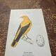 Planche botanique vintage gravure oiseau 19e