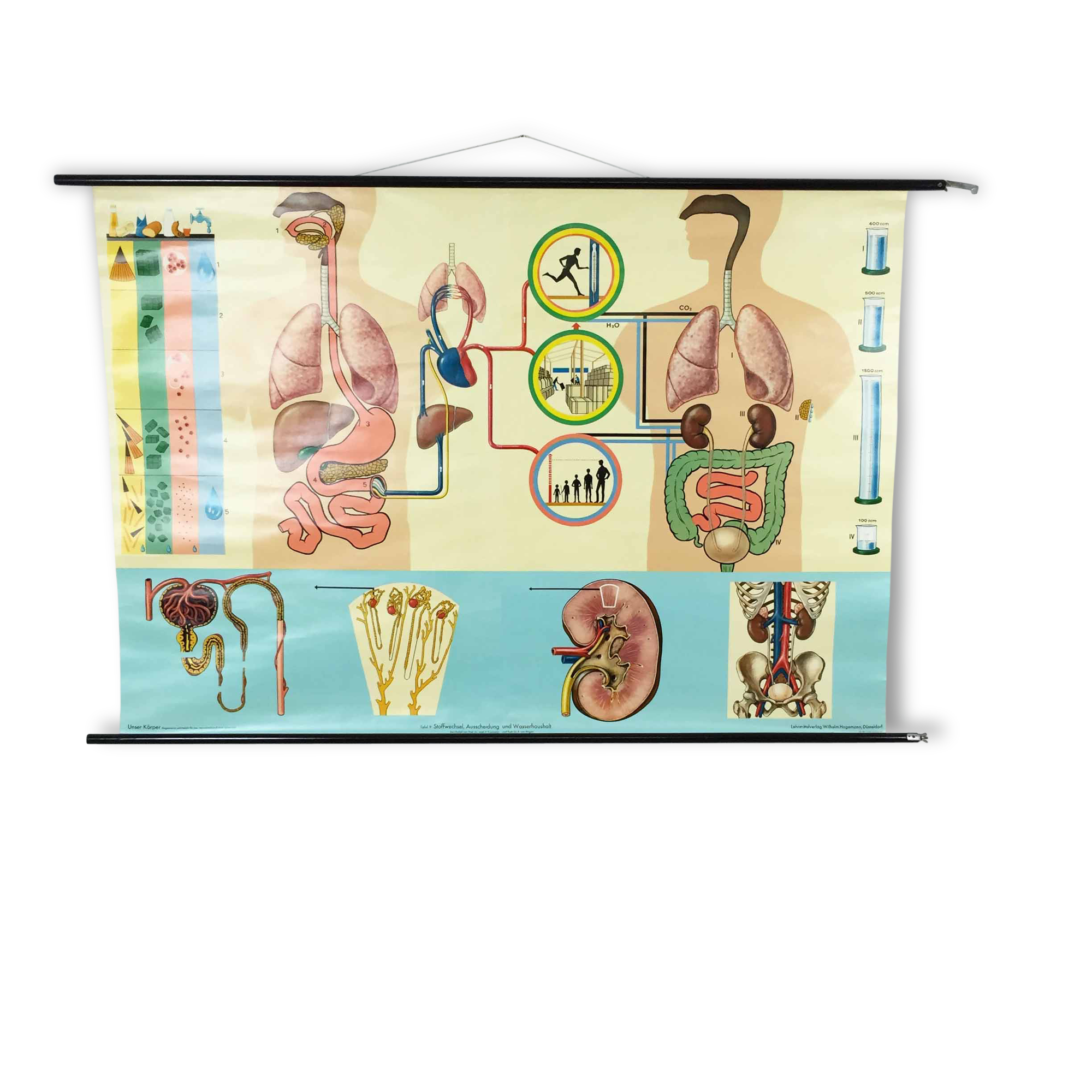 educational pull-down Jung Koch school map human anatomy chart