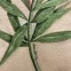 Signed watercolor with oleander flowers