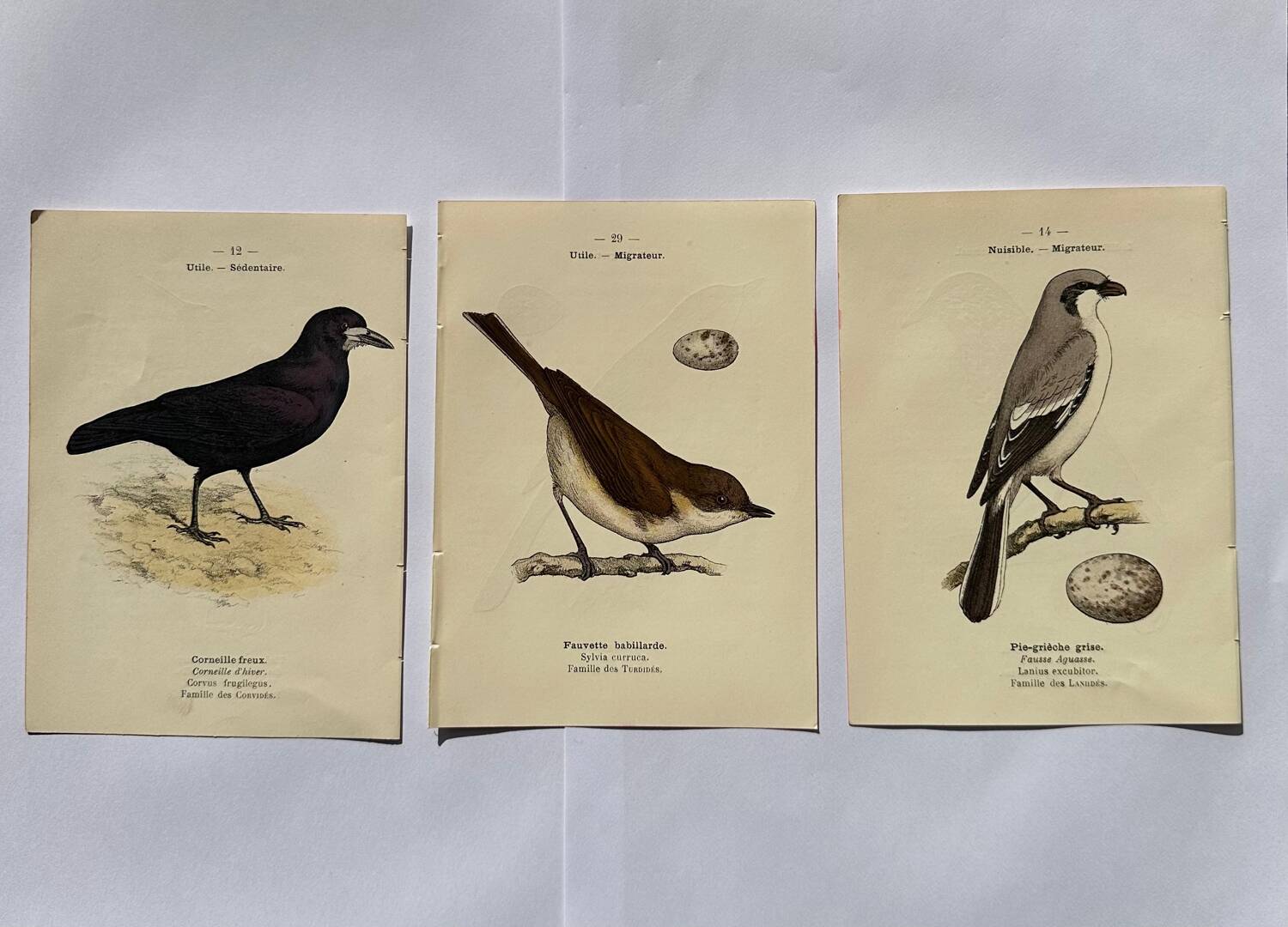 Lot 3 Botanical engravings birds double-sided naturalist board Etching