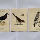 Lot 3 Botanical engravings birds double-sided naturalist board Etching