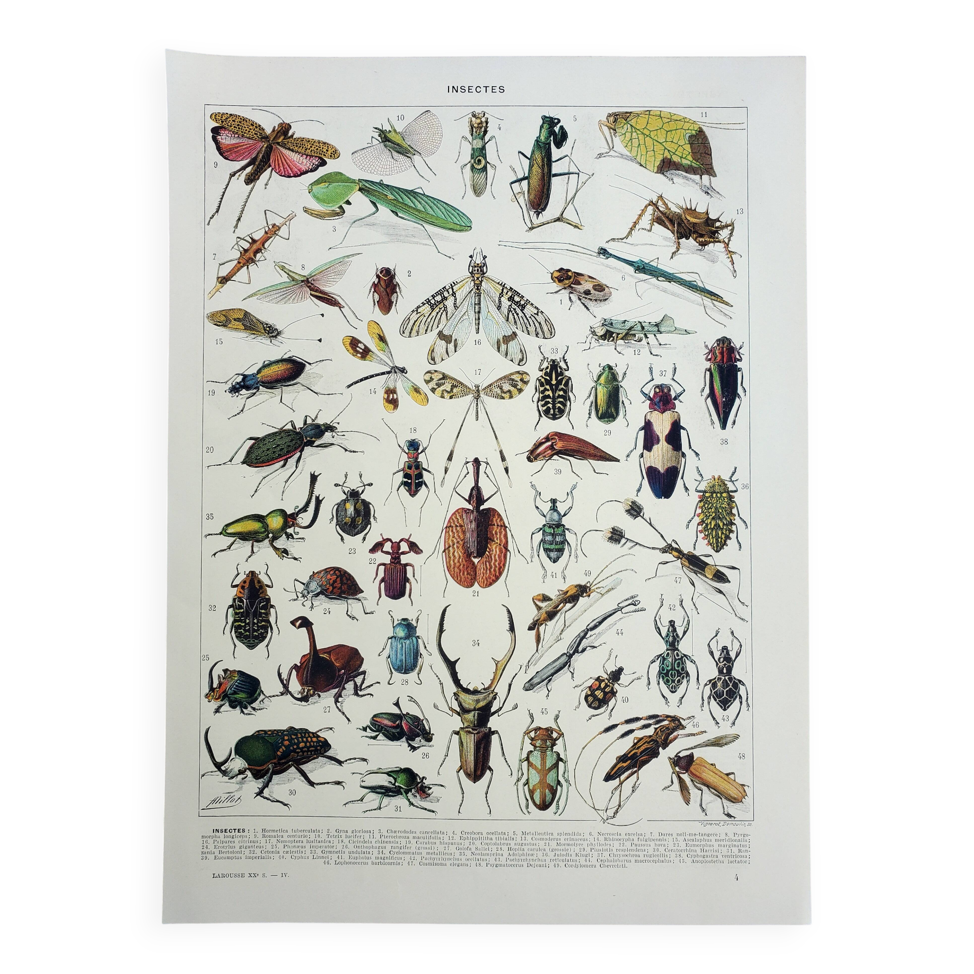 Gravure ancienne 1928, Insectes, entomologie, coléoptères • Lithographie, illustration originale
