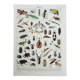Gravure ancienne 1928, Insectes, entomologie, coléoptères • Lithographie, illustration originale