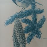 Blue tit in charcoal on board under glass, signed