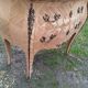 Commode ancienne en marqueterie style louis xv avec plateau marbre