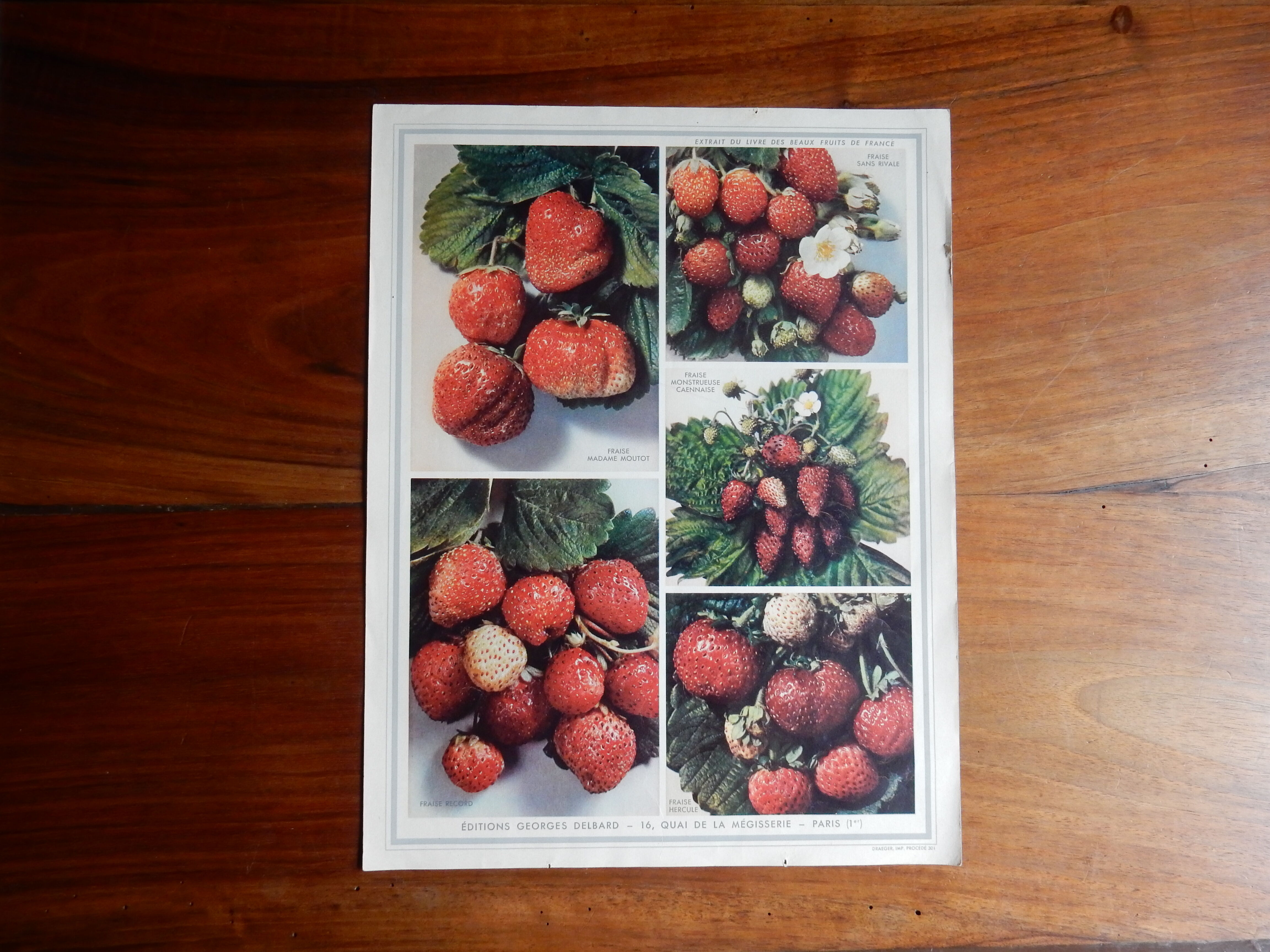 Botanical poster on strawberries 1947 Delbard