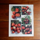 Botanical poster on strawberries 1947 Delbard