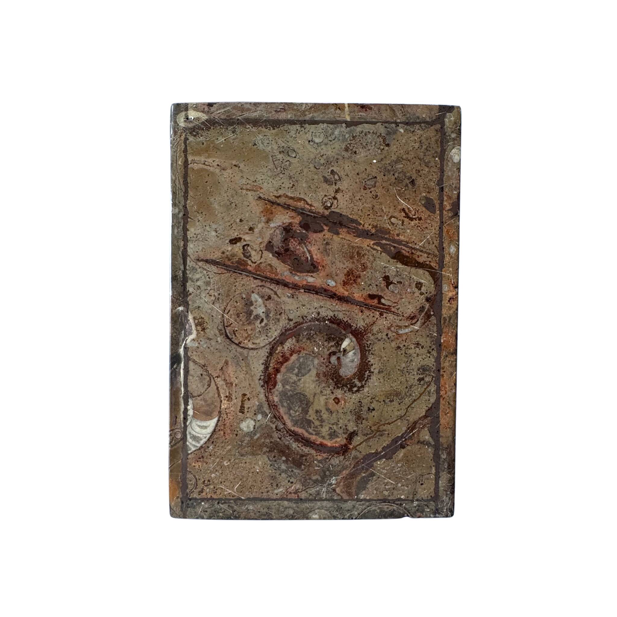Boîte en pierre fossilisée Orthoceras