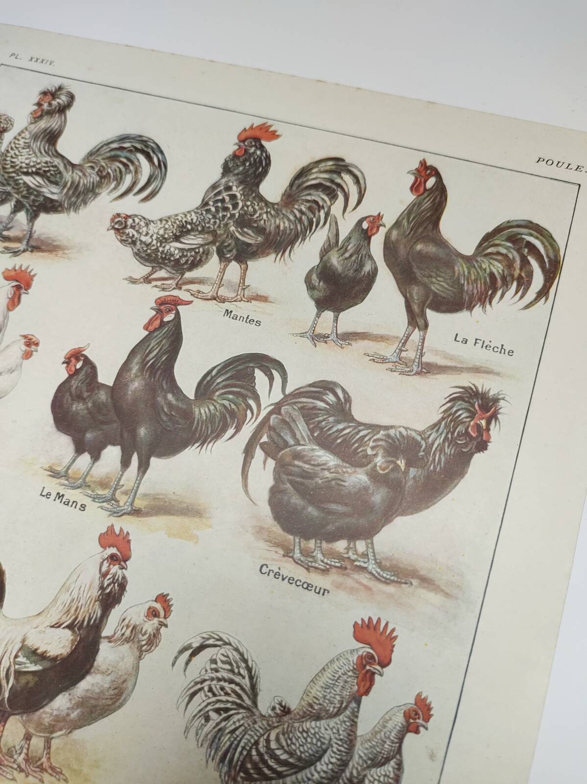 Original engraving from 1922 - Hens and rooster (1) - Old peasant board