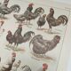 Original engraving from 1922 - Hens and rooster (1) - Old peasant board