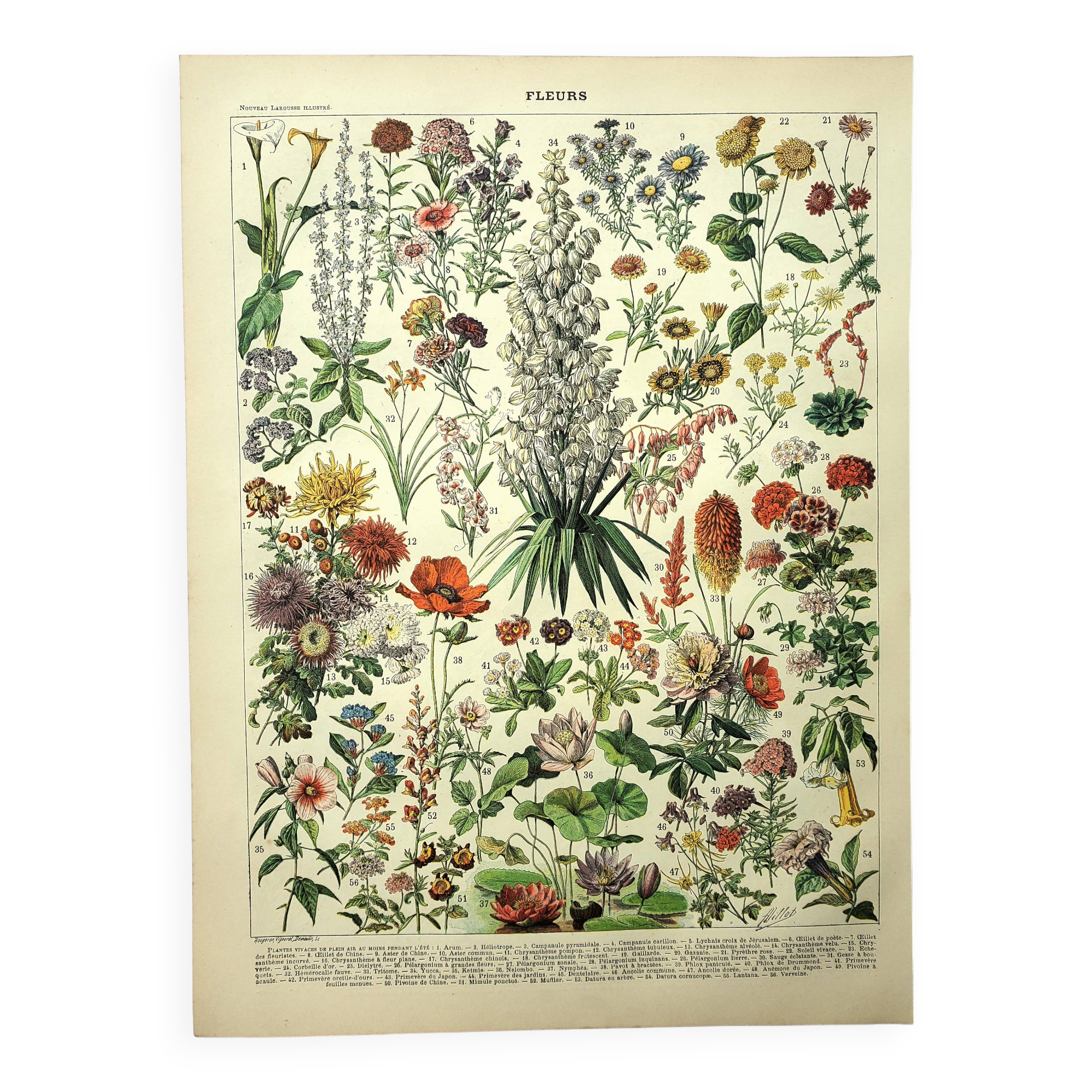 Gravure botanique 1897 - Fleurs et plantes, vivaces, arbres