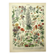 Gravure botanique 1897 - Fleurs et plantes, vivaces, arbres