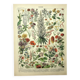 Gravure botanique 1897 - Fleurs et plantes, vivaces, arbres