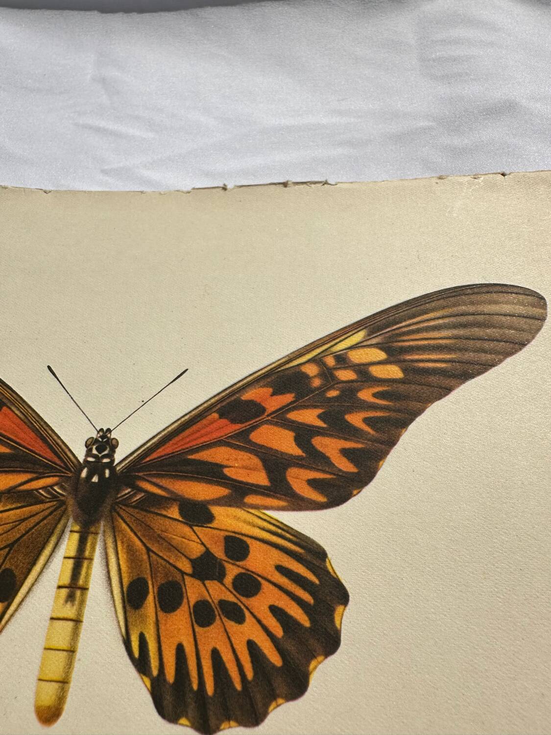 Gravure ancienne papillon 1900 planche botanique naturaliste