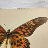Antique butterfly engraving 1900 naturalist botanical plate