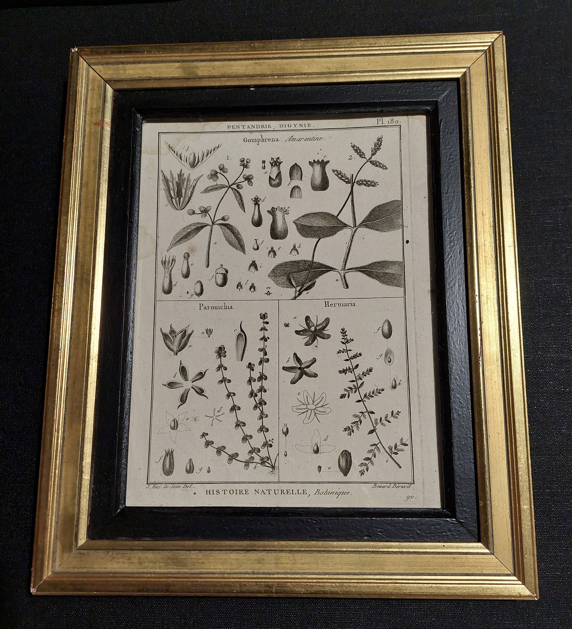 18th century natural history engraving framed pentandry Robert Bénard