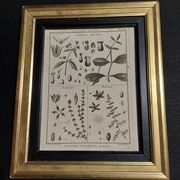 18th century natural history engraving framed pentandry Robert Bénard