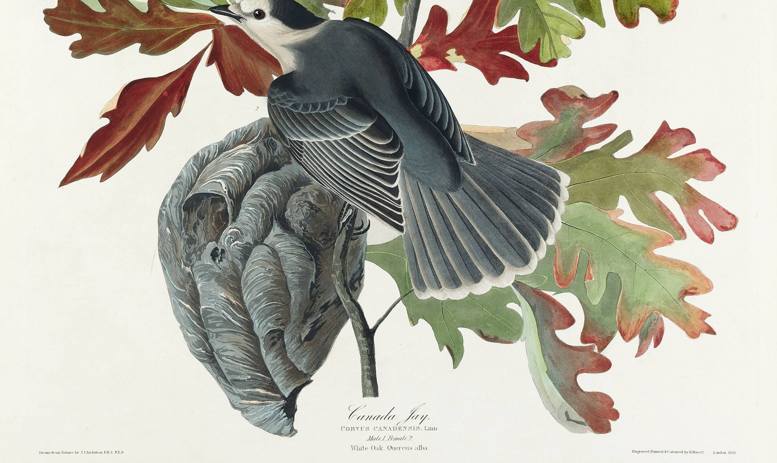 Poster about the Canada Jay, based on an old engraving from 1827.
