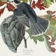 Poster about the Canada Jay, based on an old engraving from 1827.