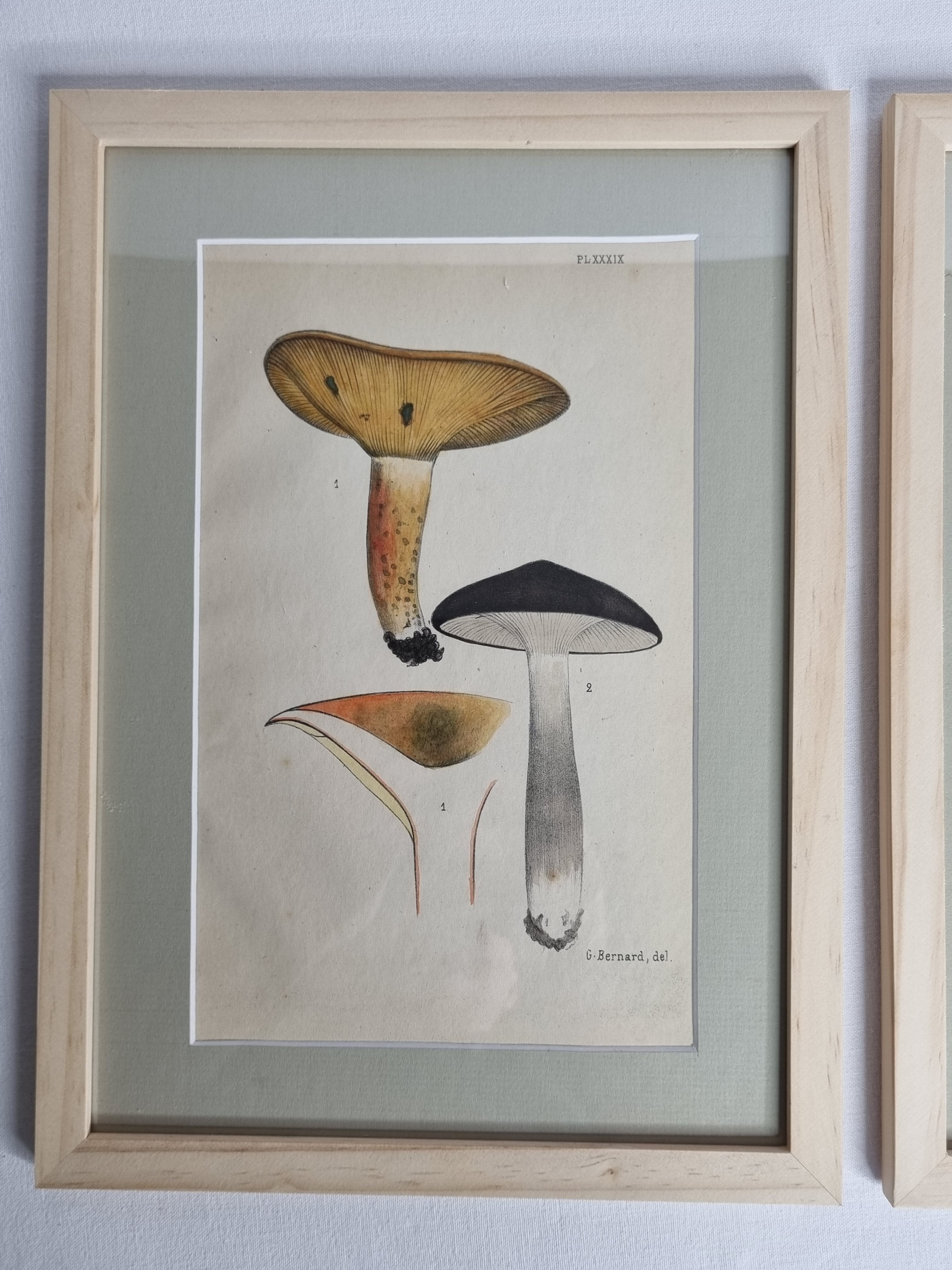 Two old engravings of watercolor mushrooms nineteenth century after G. Bernard