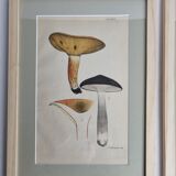Deux anciennes gravures de champignons aquarellées XIXème siècle d'après G. Bernard