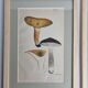 Two old engravings of watercolor mushrooms nineteenth century after G. Bernard