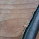 School or workshop stool type Mullca
