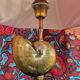 Shell lamp with gilded brass