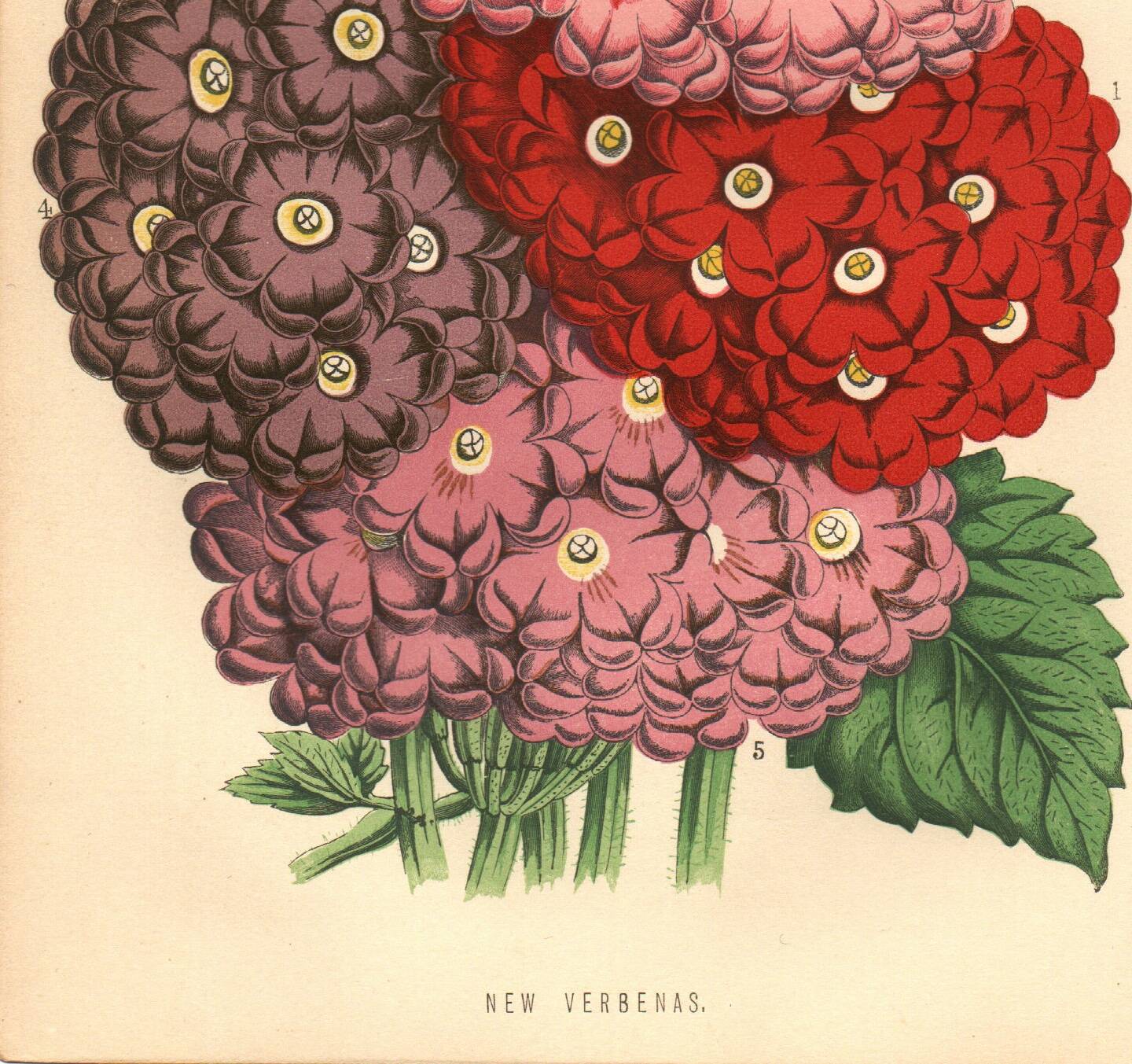 Gravure Botanique 1871 - Verveines - planche Fleur, Lithographie ancienne