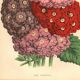 Gravure Botanique 1871 - Verveines - planche Fleur, Lithographie ancienne