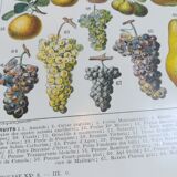 Lithograph on fruits from 1928