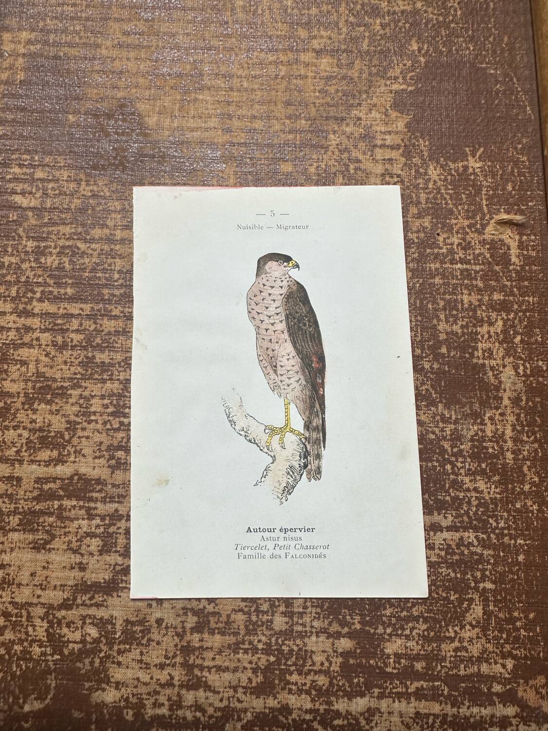 Vintage botanical board bird engraving 19th signed G Denise
