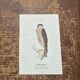 Vintage botanical board bird engraving 19th signed G Denise
