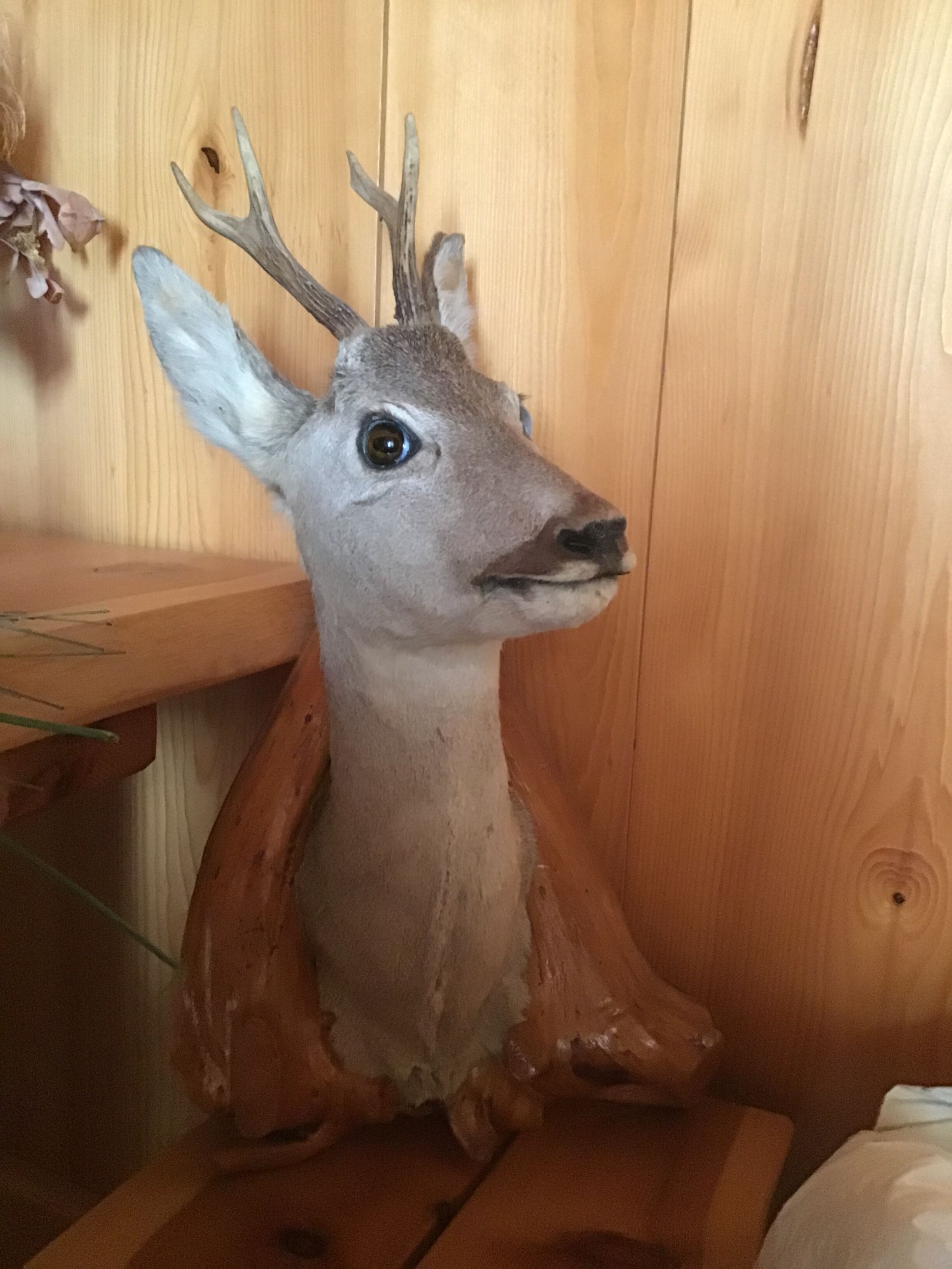 Deer Trophy