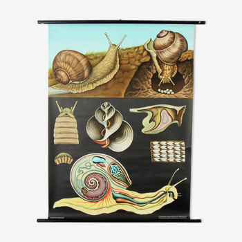 Poster "snail" hagemann Germany vintage 1960