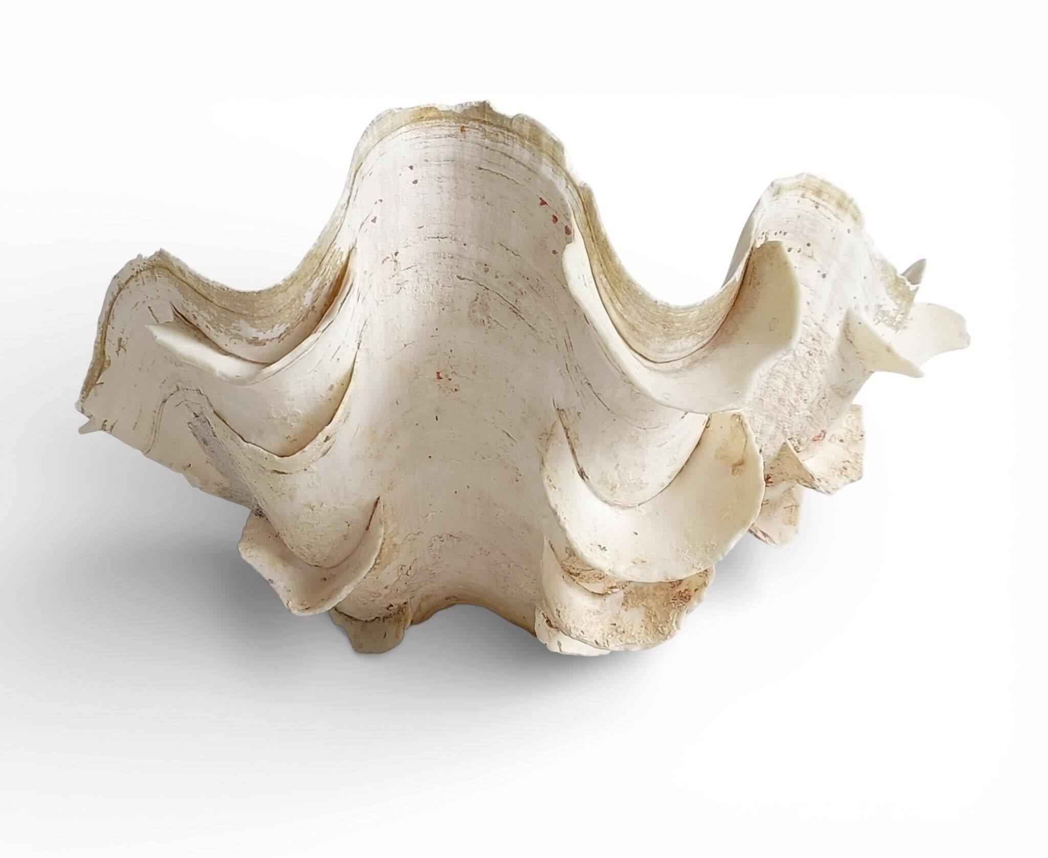 Stunning South Pacific Clam Shell – Sculptural Organic Modern Object