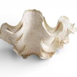 Stunning South Pacific Clam Shell – Sculptural Organic Modern Object