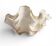 Coquillage époustouflant du Pacifique Sud – Objet sculptural organique moderne