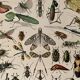 Lithograph engraving on insects from 1897 (horetica tuberculata)