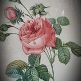 Lithograph rose one hundred leaf cristata