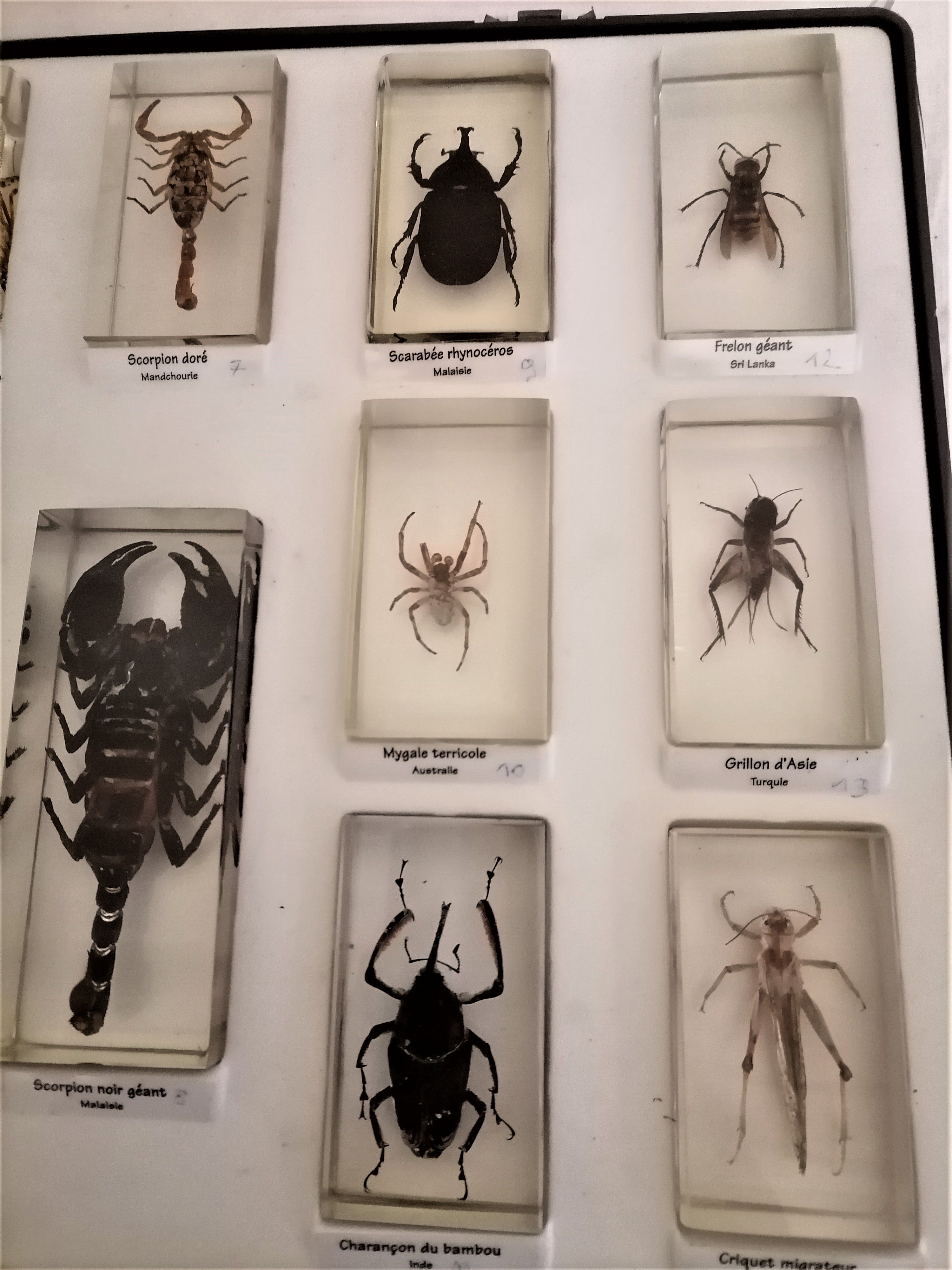 Curiosité, taxidermie, entomologie, 13 insectes sous inclusion de ...