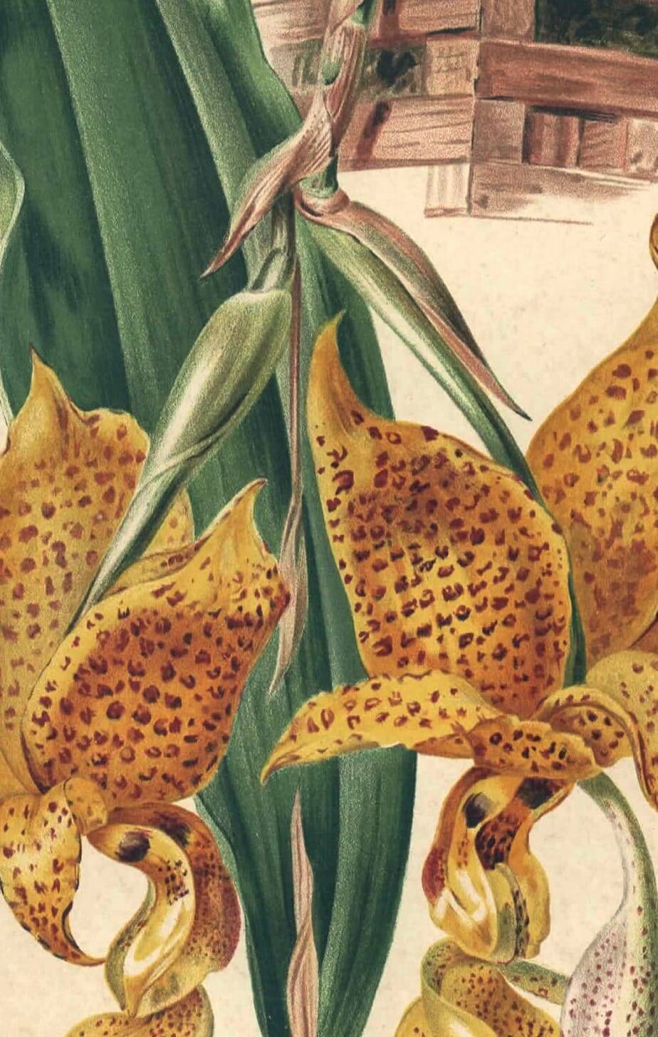 Gravure botanique par Descamps-Sabouret, Stanhopea hybride, 1896