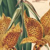 Botanical engraving by Descamps-Sabouret, Stanhopea hybrid, 1896
