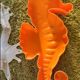 Applique hippocampe H 60 cm environ