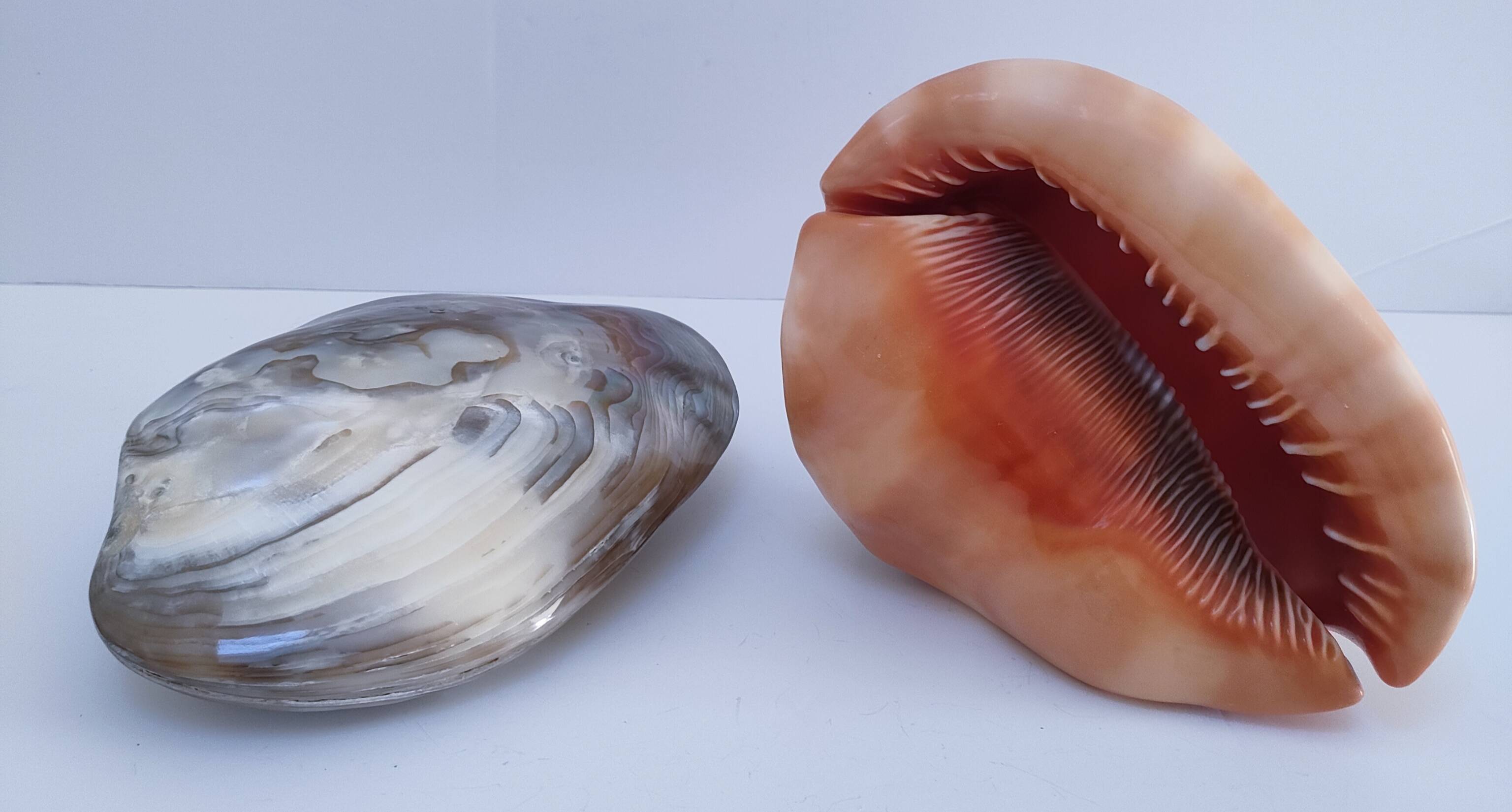 deux coquillages nacrés taille XL