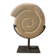 Shell in stone carved on a base