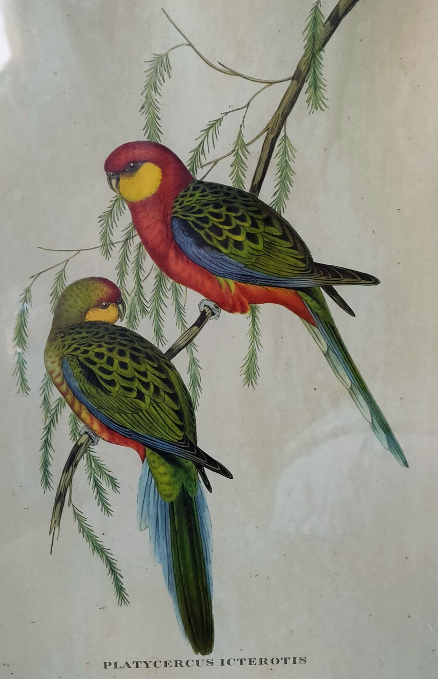Ancient painting with exotic birds