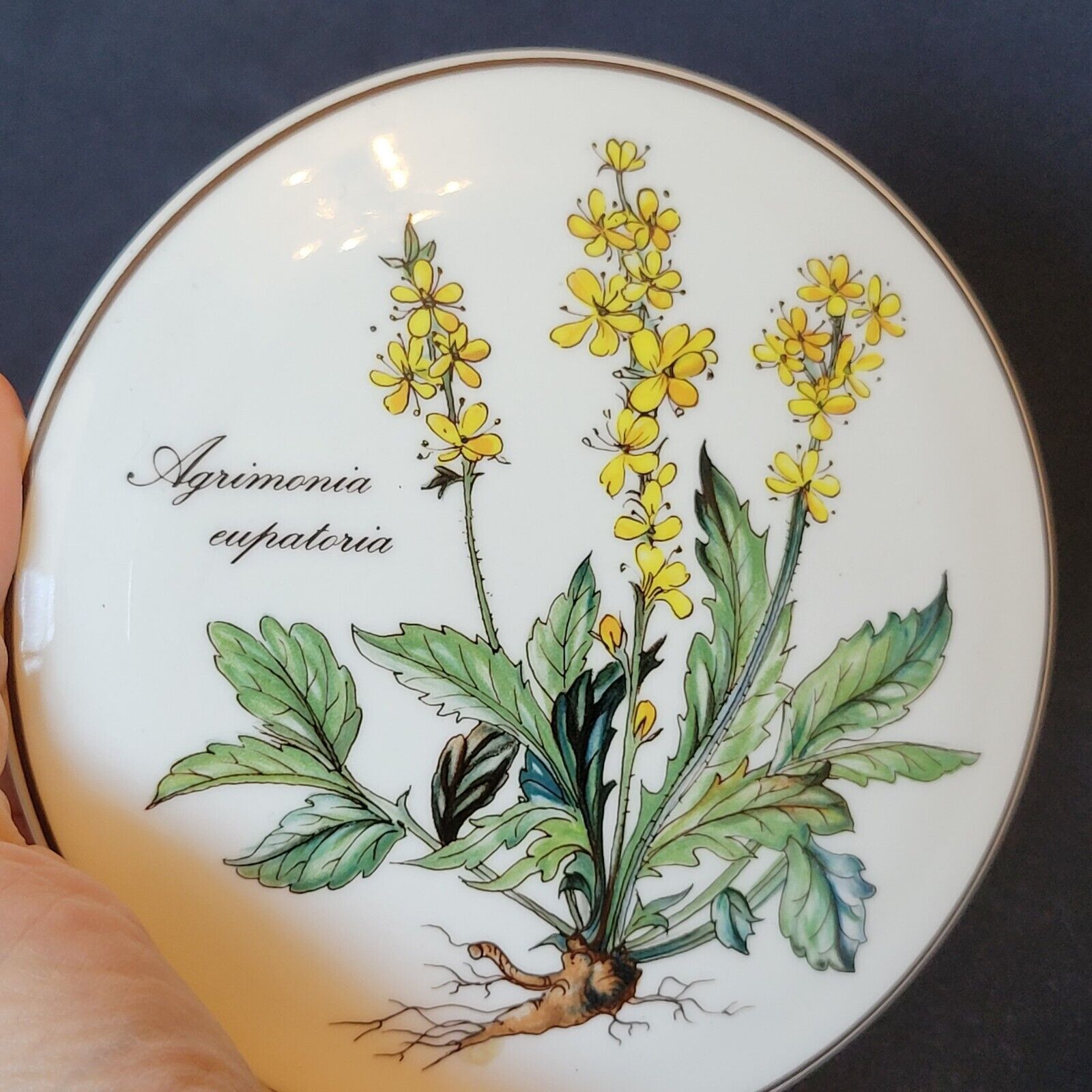 Round porcelain box Villeroy & Boch Botanica Agrimonia Eupatora collection